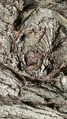 Tree Bark