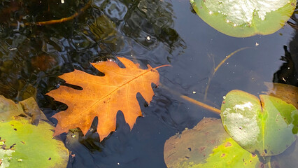 Oak Leaf Floating in a Pond