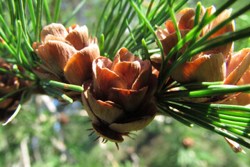 Young Pine Cones