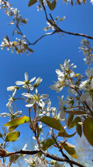Serviceberry Blossoms