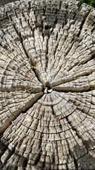 Tree Rings