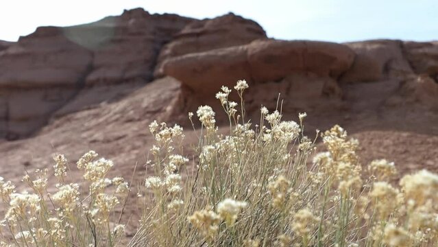 Rabbit Brush blowing in the breeze in Utah