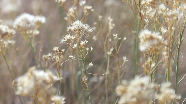 Rabbit Brush blowing in the breeze in Utah