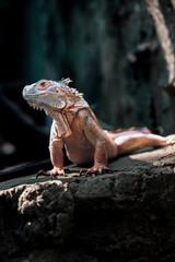 Close-up of a reptile on a stone in nature