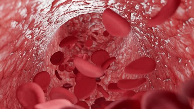 Movement of red bloodstream cells within human blood vessels, Red Blood cells flow through veins, Human body system, motion graphic shows an animation of a blood vessel with antibodies and red blood.