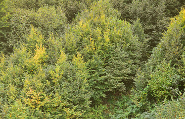 Texture of a mountain forest with many green trees. View from high