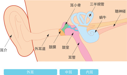 耳の構造のイラスト
