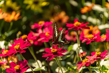 花とアオスジアゲハ