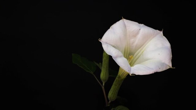 White flower, Datura metel on black background 2
