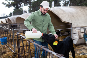 Positive young bearded farmer working on livestock farm, taking care of little calves in outdoor stall, giving milk to drink from bottle