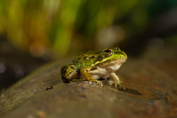 Frog