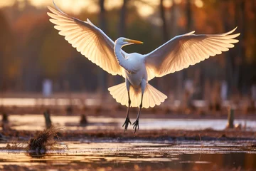 Foto op Plexiglas Egret fly over wetland conservation and sustainability concept © pariketan