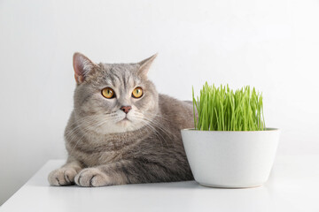 Cute cat and fresh green grass on white background