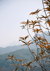 Golden orange autumn leaves on tree branches in background of mountain and sky