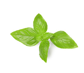 Fresh green basil leaves isolated on white