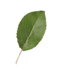 One fresh apple tree leaf isolated on white