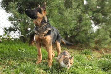 Cute German shepherd puppy and cat on green grass outdoors