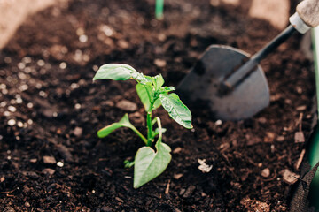 A Person Digging in the Dirt with a Shovel Planting a Vegetable Plant