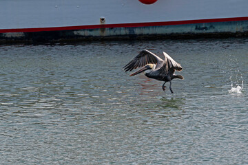 A Brown Pelican launches into flight, displaying it impressive wingspan.