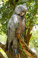Female gang-gang cockatoo (Callocephalon fimbriatum) perched in a tree, Victoria.