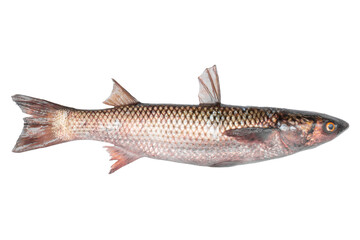 Pilengas fish isolated on transparent background. Fresh fish object for design. Mullet fish