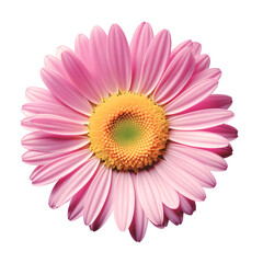 single Pink daisy, chamomile isolated on transparent or white background