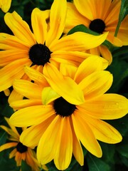 yellow flower