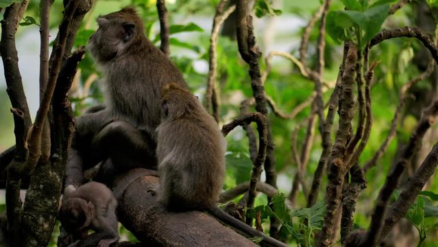 A wild macaque monkey in north of Bali, Indonesia.