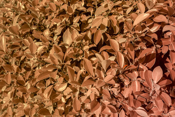 background of brown leaves 