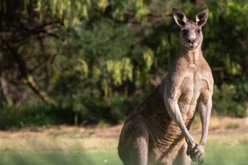 Fotobehang A male Eastern grey kangaroo (Macropus giganteus). © Grantat
