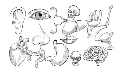 Fototapeta premium human organ handdrawn collection
