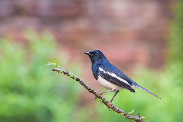 Oriental Magpie Robin on branch