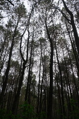 Forest Pinus in Bandung Indonesia