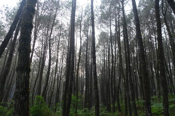 Fototapeta premium Forest Pinus in Bandung Indonesia