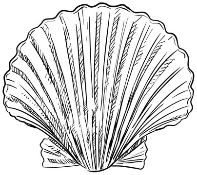 shell handdrawn illustration