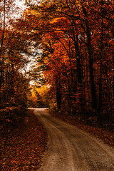 Naklejka premium autumn in the forest