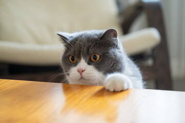 British shorthair cat's paws on the table
