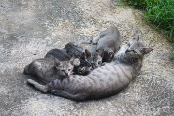 Mother cat is breastfeeding her kitten in the backyard.