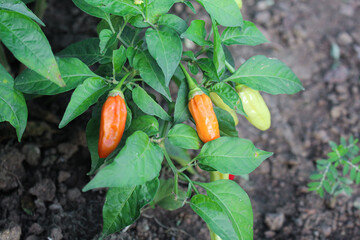 Habanero chili trees with bright red color and ready to be harvested and some are still raw in the...