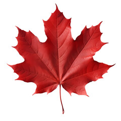 Maple leaf isolated on transparent background