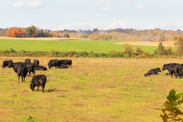 This beautiful field of cows really shows the farmland and how open this area is. The black bovines...