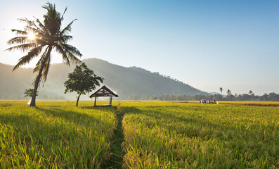 Rice fields in the morning light. rural feel landscape with valley in mist behind forest. a house...