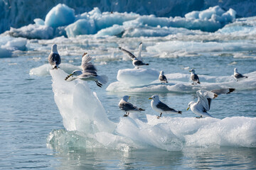 Closeup of Black-Legged Kittiwakes perched recently calved ice from the Monacobreen Glacier in...