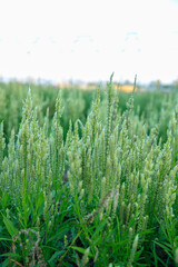 flowers in the field