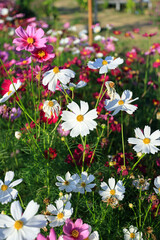 Fototapeta premium pink cosmos flower