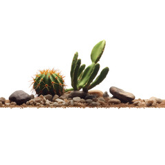 Cactus on sand and pebbles isolated on transparent background