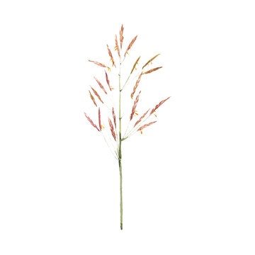 watercolor drawing plant of bromegrass ,Bromus inermis , isolated at white background, natural element, hand drawn botanical illustration