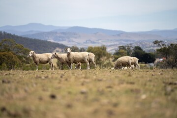 Naklejka na ściany i meble Dry land shorn Merino sheep on a farm in a drough Summer in Australia 