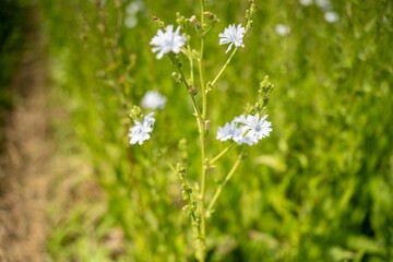 farmer inspection a crop in a field on a farm. wheat crop head going to seed ready for harvest. barley plants growing. farming community together in for a growers field day talking to agronomist