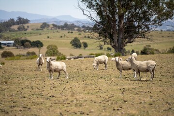 Obraz na płótnie Canvas Dry land shorn Merino sheep on a farm in a drough Summer in Australia 